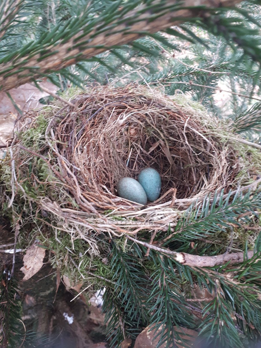 De eerste broedgolf van merels lijkt van start te zijn gegaan in stedelijk gebied. Ook in het bosgebied zijn de eerste nesten met eieren gevonden. De komende maanden volgen we deze nesten om het afweersysteem van merels te onderzoeken #JaarvandeMerel #Usutuvirus