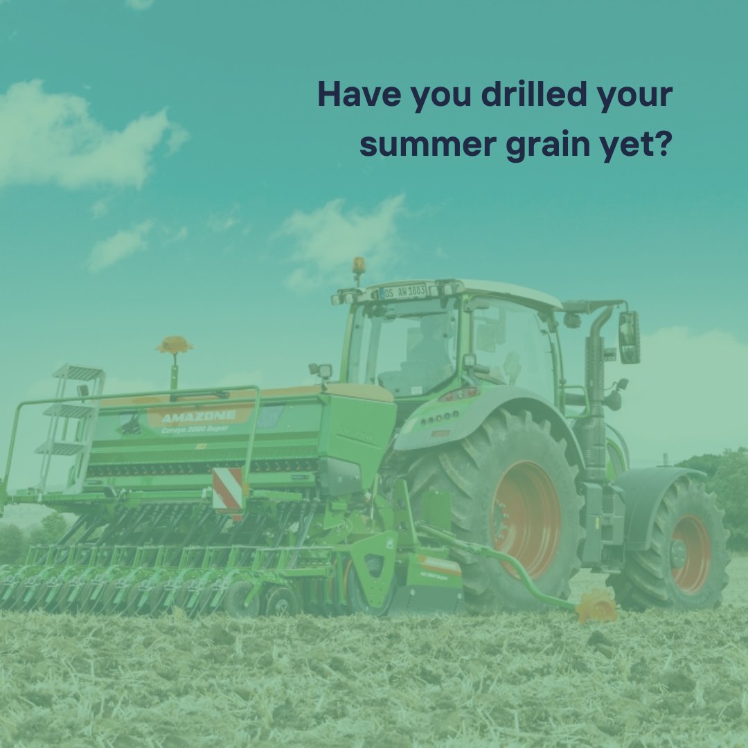 🌱🌾 Have you drilled your summer grain yet?