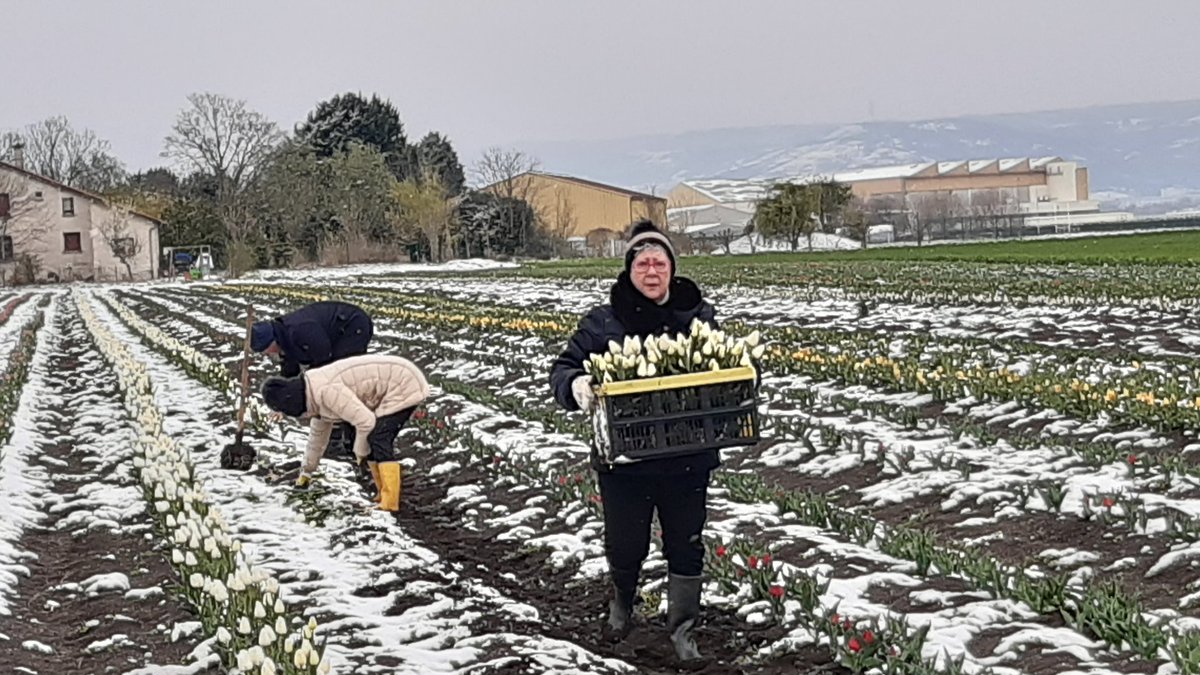 Molle_Dominique's tweet photo. 1ère journée de cueillette des #TulipescontreleCancer à #Marmilhat sous la neige, un vent glacial et 2° la 19e saison est lancée ! #Lions https://t.co/PZXQb9g1jz