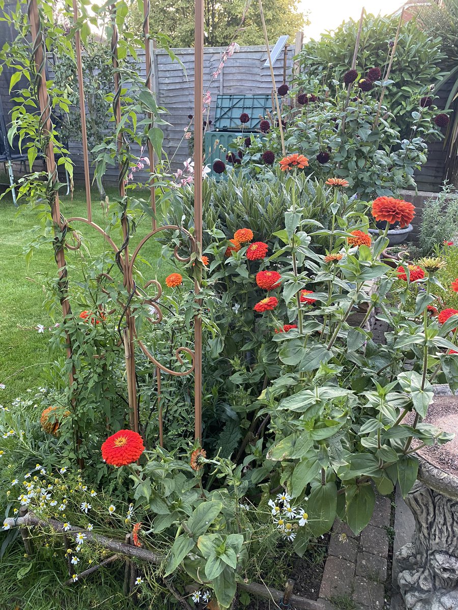 I decided to give Twitter another go and hoping to have more success, if not I’ll gladly just look at peoples gardens. My garden last summer #zinnias #GardenersWorld #GardeningTwitter