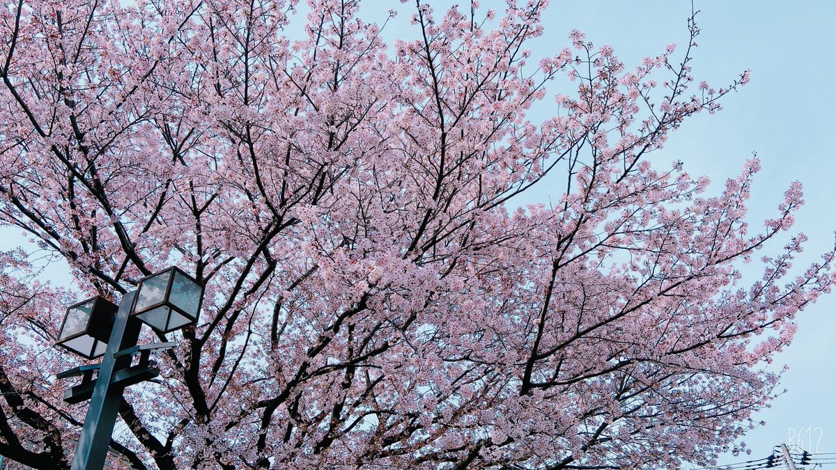 「今日は公園で桜を見ながらドーナツを食べ、ひたすら紙飛行機を高くあげる練習をしてい」|あさむぎのイラスト