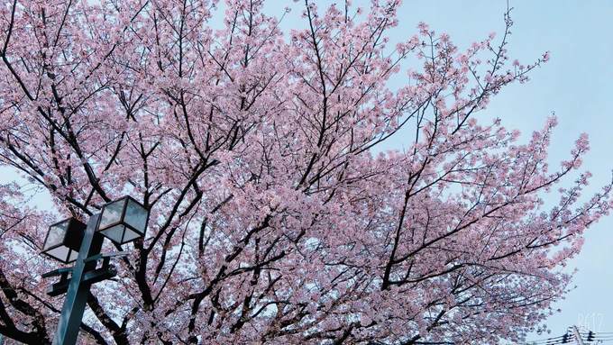 今日は公園で桜を見ながらドーナツを食べ、ひたすら紙飛行機を高くあげる練習をしているおじいちゃんを眺めていました 