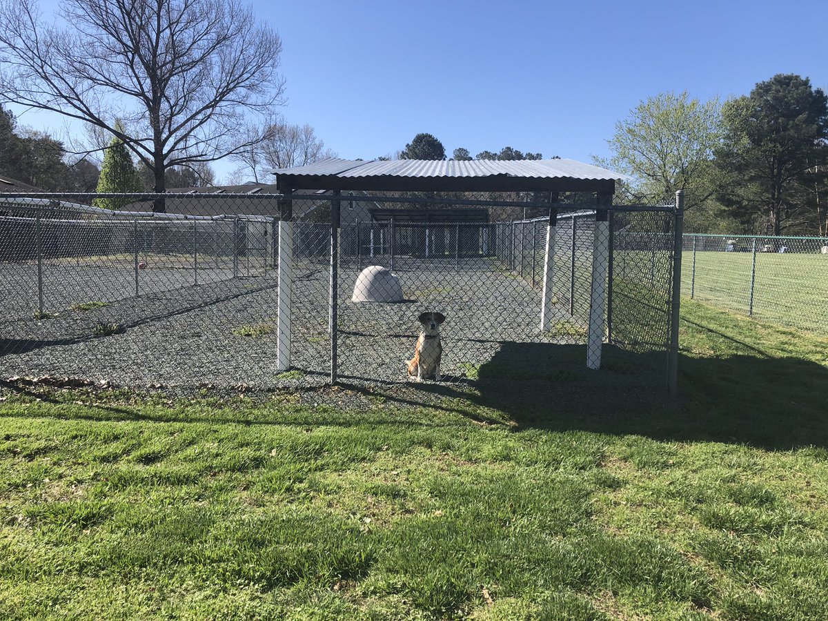 PenazMary's tweet photo. We adopted our Golden Pyrenees dog from a no-kill facility @paws4ever_nc several years ago. Today was a beautiful day for trekking the 3-acre membership-based dog park on site. ☮️🙌📚🐕 https://t.co/8B8BK9WAro