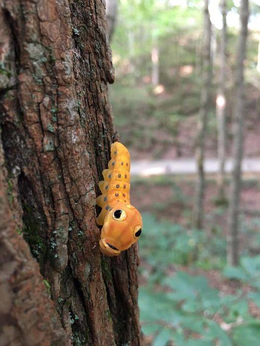 What big 👀 you have!?  

Those “eyes” aren’t eyes at all. They’re spots on the Spicebush Swallowtail caterpillar that help deter insects, birds and other predators. Found primarily east of the Mississippi River, you can spot them in wooded areas, swamps and gardens.