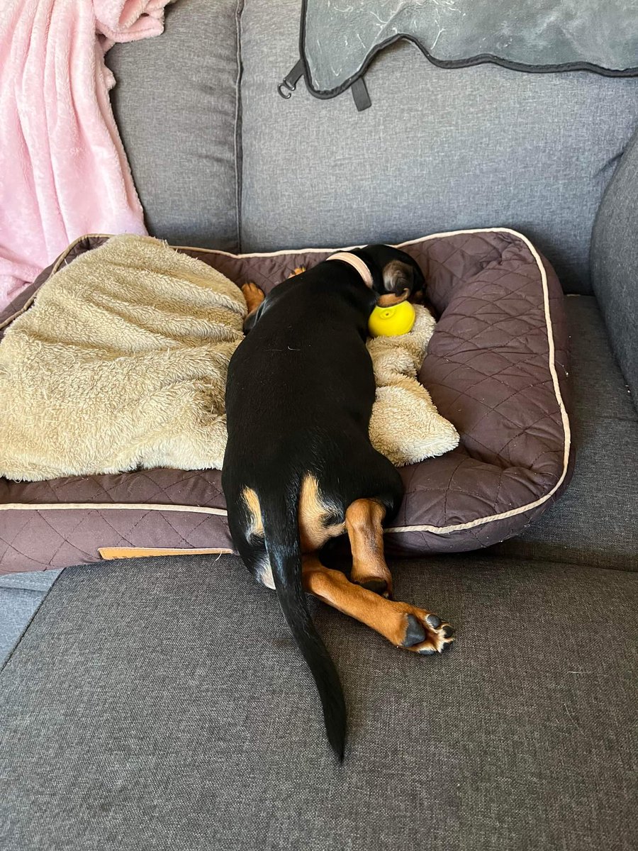angiemc78's tweet photo. @AnneWheaton Cant get more relaxed than this! https://t.co/X23qpr5fiO