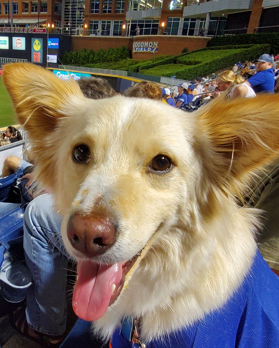 Rose83Ruby's tweet photo. @DurhamBulls Tried to buy lawn seats for Bark In the Park. Guess they're not available. How disappointing 😔 Mr. Squeaks had such a good time last year! https://t.co/UdT7llyJmG