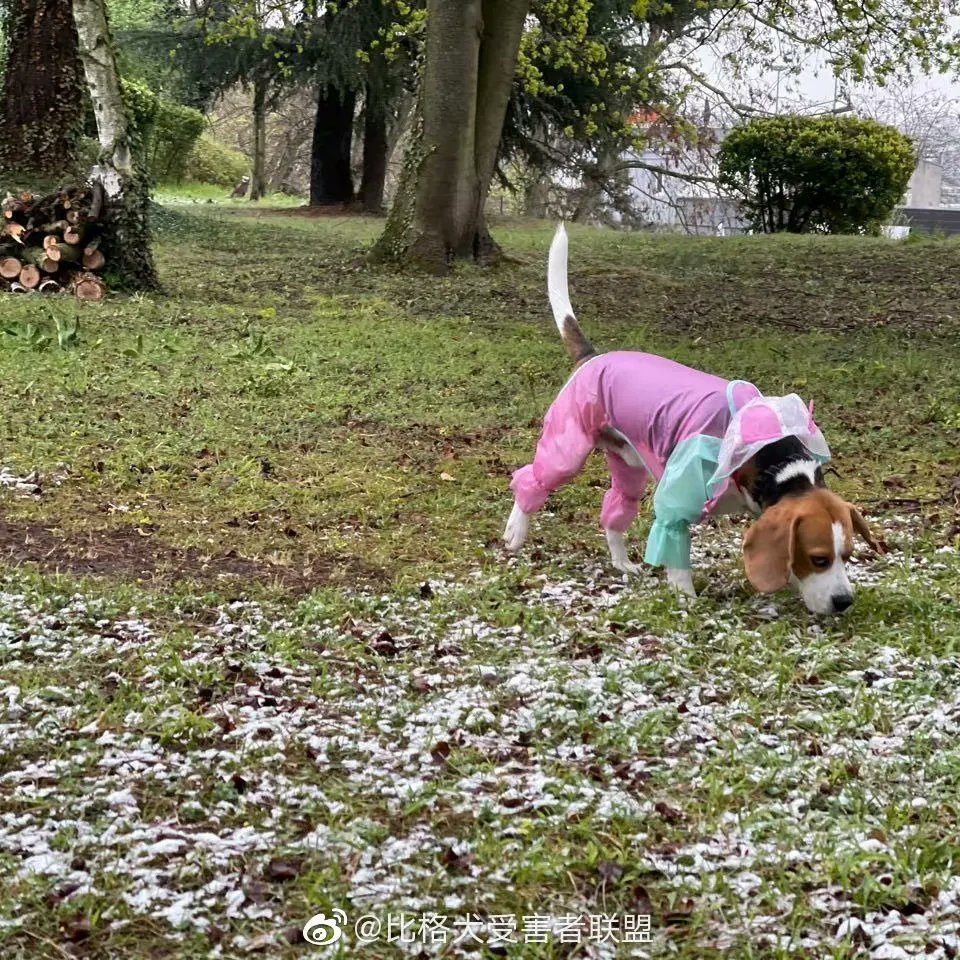 Charming_Dog's tweet photo. It's snowing in Paris. Dog stole my life.#dog #beagles #Paris https://t.co/uq3H7zx0a6