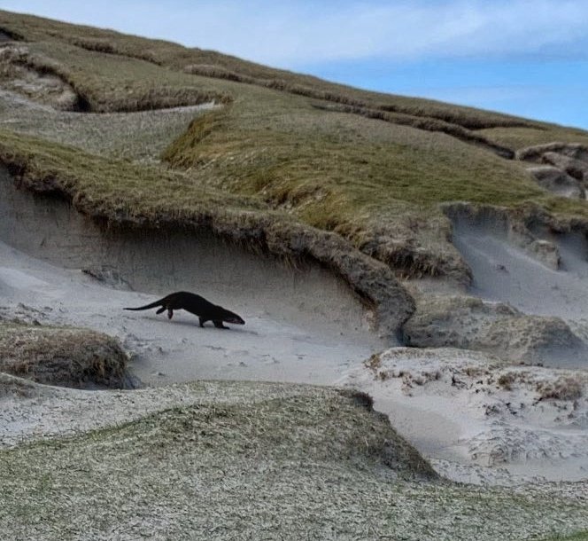 Strathview1's tweet image. When you happen to look back whilst you're having your picnic!...💙 #lochcrabhadail #isleofharris #outerhebrides #scotland @VisitScotland @OuterHebs