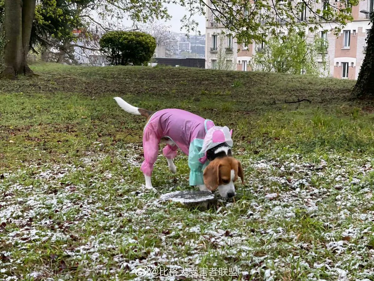 Charming_Dog's tweet photo. It's snowing in Paris. Dog stole my life.#dog #beagles #Paris https://t.co/uq3H7zx0a6