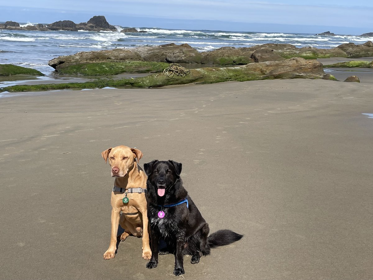 PetHub's tweet photo. Every Day is Tag Day! Today, especially. Show off your pet's tag today and all the days! Then pat yourself on the back for being the best pet parent there is. #PetHubTag #IDTag #PetLicense #PetParent https://t.co/iJ2RG44tmt