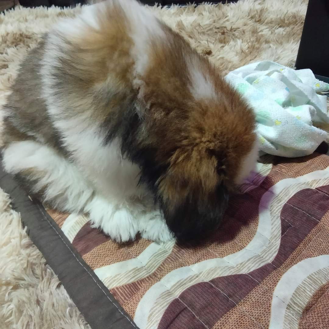 Mutuals, Urgent needs ❕
PLEASE SPARE ANY HELPS, RT ALSO😭

This is Sashi (Shih tzu) Diagnosed with Canine Parvovirus. The vet said she need to confine and needs vaccine. Please help to collect $200 for vet (dextrose, anti-biotic, multivitamin) 
paypal.me/Tech943