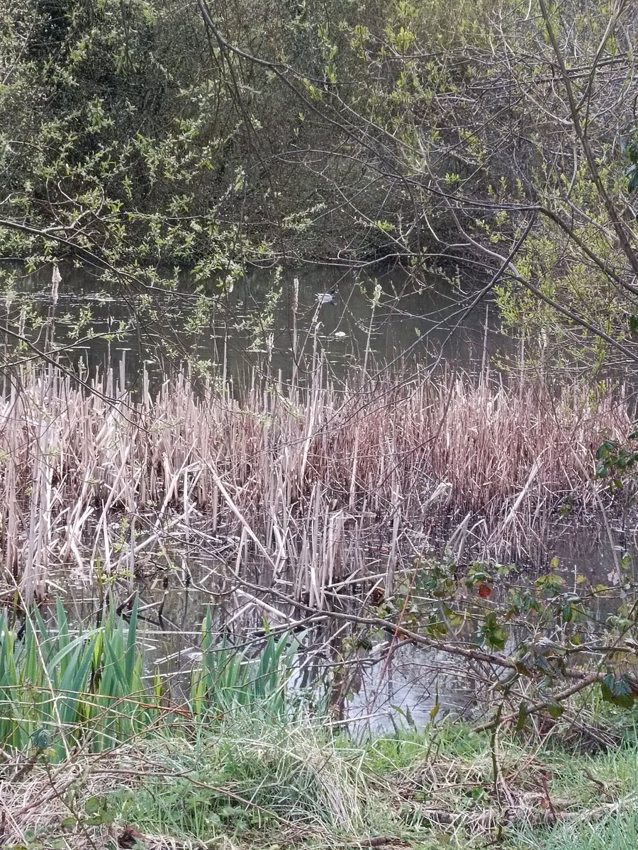Masonbrook's tweet photo. Day 89, 90, 91 &amp; 92 #100daysofwalking2022 #round2crew @NTBreakfast long walk today and short walks over last few days as busy preparing for a confirmation, such a lovely day yesterday and great to be able to celebrate again! https://t.co/0JdeXS99Eo