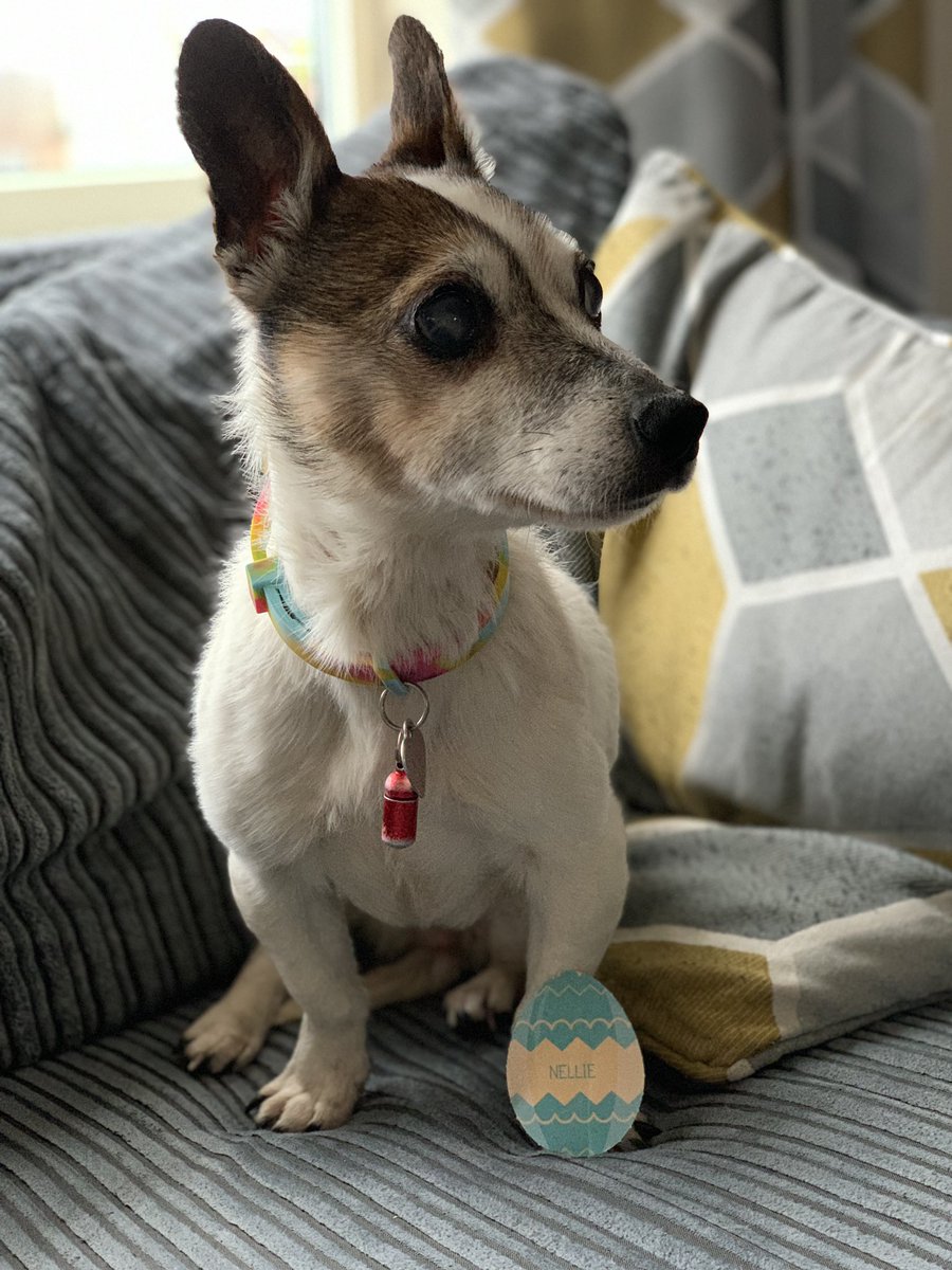 Meeks1211's tweet photo. My pretty pooch Nellie with her #VIPEaster token.. she cannot wait till Easter Sunday for her dog friendly egg hunt in the garden
#mylittlegirl #VIP https://t.co/G46cvxwy0g