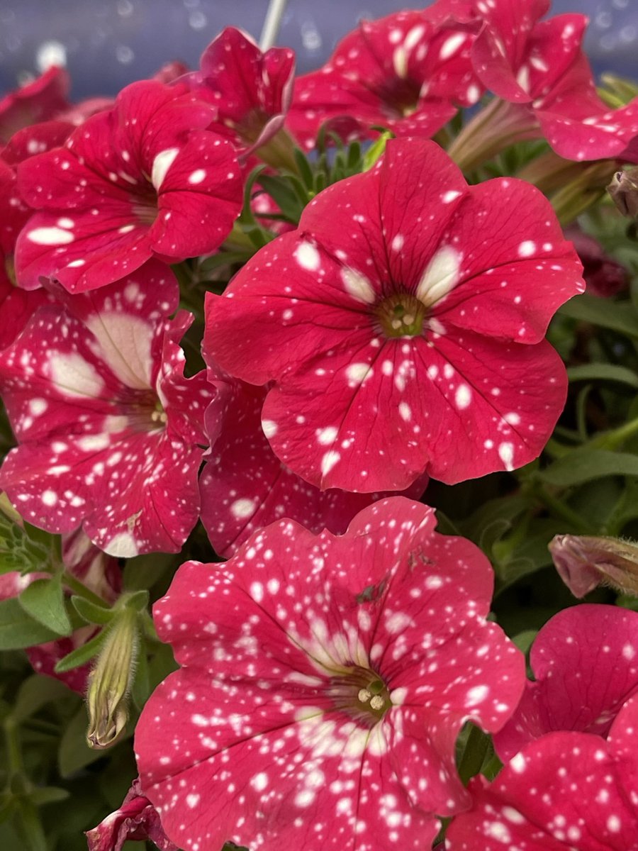 TanyaCBloomDiva's tweet photo. The Sky really is the limit with @SelectaOneNA Sky type petunias! We offer a Sky type in every series. From compact to vigorous we have a Sky for you ✨ Stable patterns on strong plants!
https://t.co/CejFoz4Zm4
#lethopebloom #bloomdiva #SpringVibes https://t.co/PdPMVKIfae