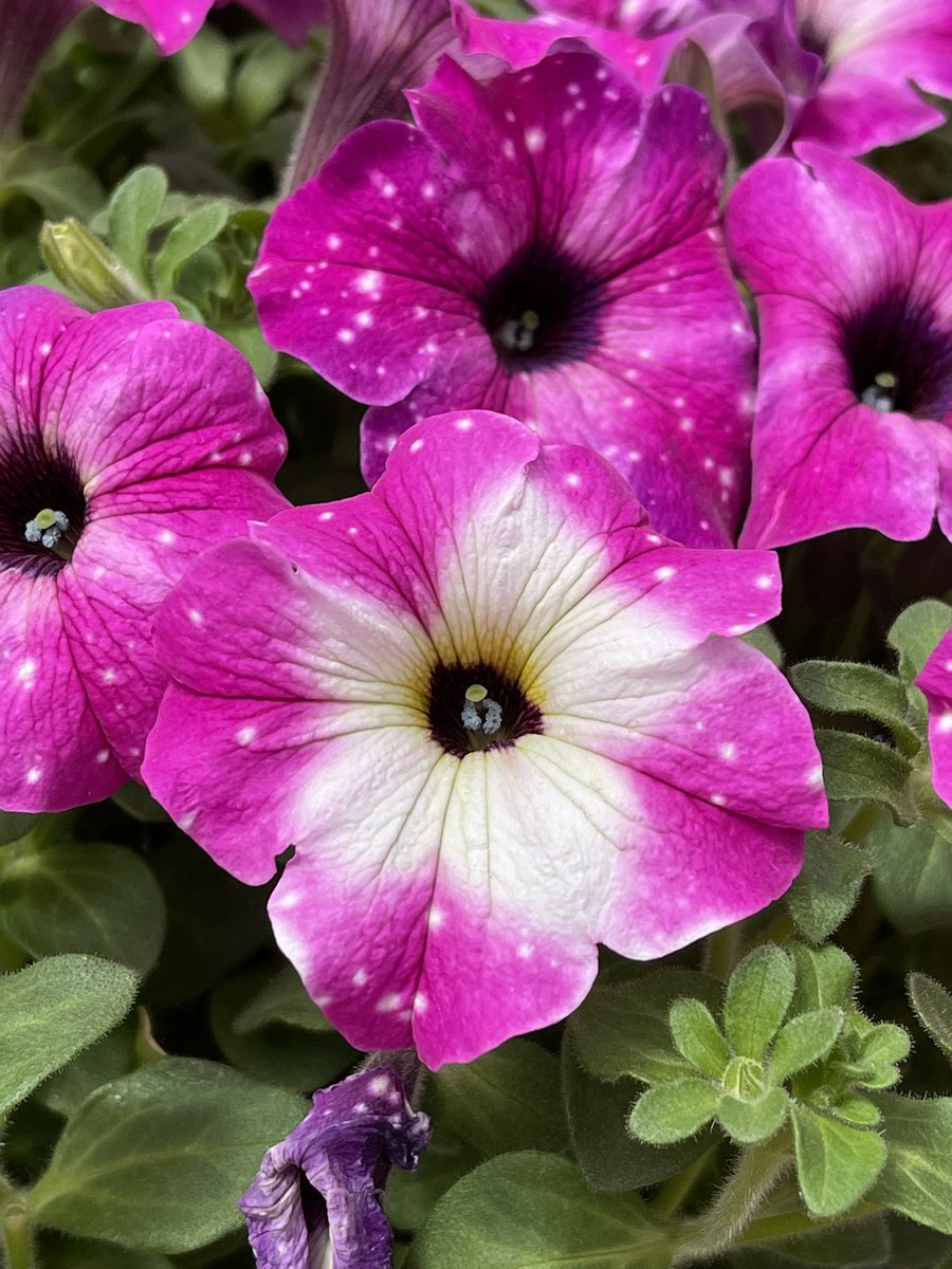 TanyaCBloomDiva's tweet photo. The Sky really is the limit with @SelectaOneNA Sky type petunias! We offer a Sky type in every series. From compact to vigorous we have a Sky for you ✨ Stable patterns on strong plants!
https://t.co/CejFoz4Zm4
#lethopebloom #bloomdiva #SpringVibes https://t.co/PdPMVKIfae