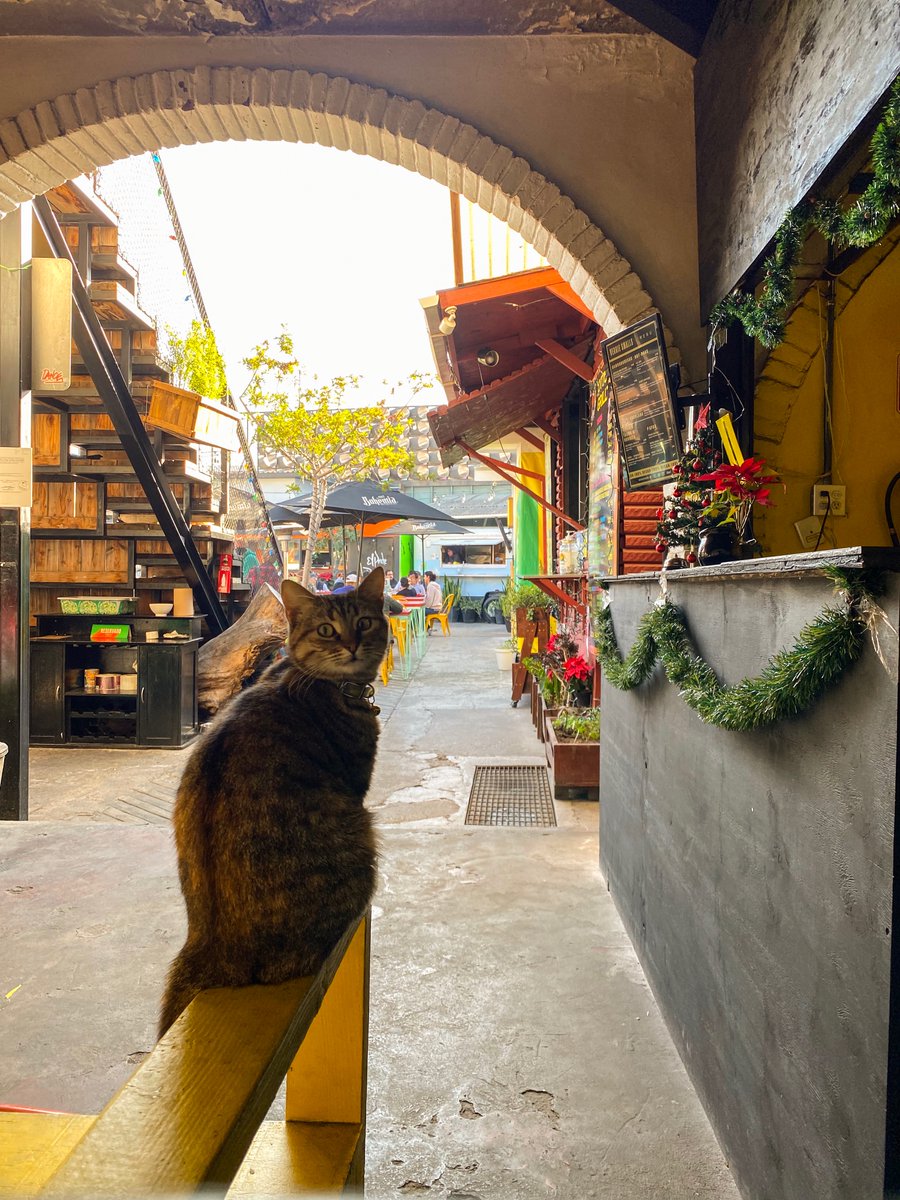 thedividingline's tweet photo. #Watcher. 

#Cat #Kitty #Meow #Cute #Adorabel #Pet #Love #Tijuana #UrbanPhotography #Miller. https://t.co/sleh5fwSNG
