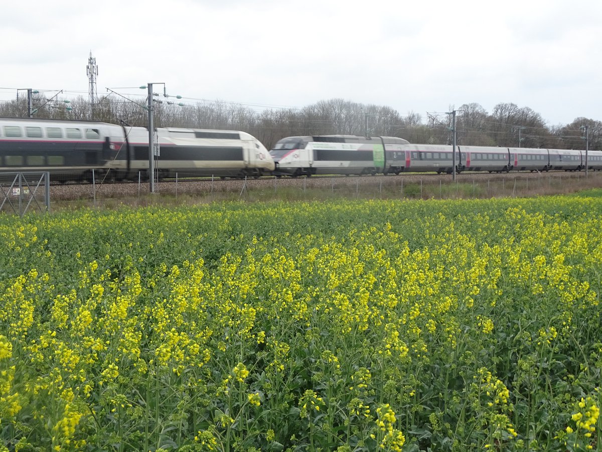 BONNIN1402's tweet photo. Je me suis permis de rentrer dans ta parcelle de #Colza #BasGES #ACS @desvaux_thierry ce midi.
Et je t'offre ce @TGVItalia #BasCarbone au #pk108 à #Bellechaume
Ce #TGV N9240 est pressé de rattraper son retard.
La saison #PhotodeTrainetdeColza est lancée!
A vous de poursuivre! https://t.co/1amXWn070E