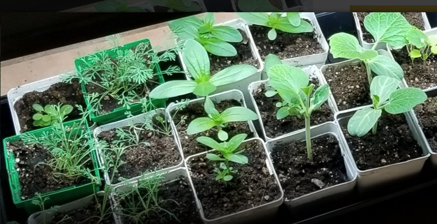 Juggling with when to sow seeds and plant out ?
This is great place to create a useful sowing and planting calendar that personalised to your specific crops and local weather conditions gardenfocused.co.uk/calendar-veg-p…