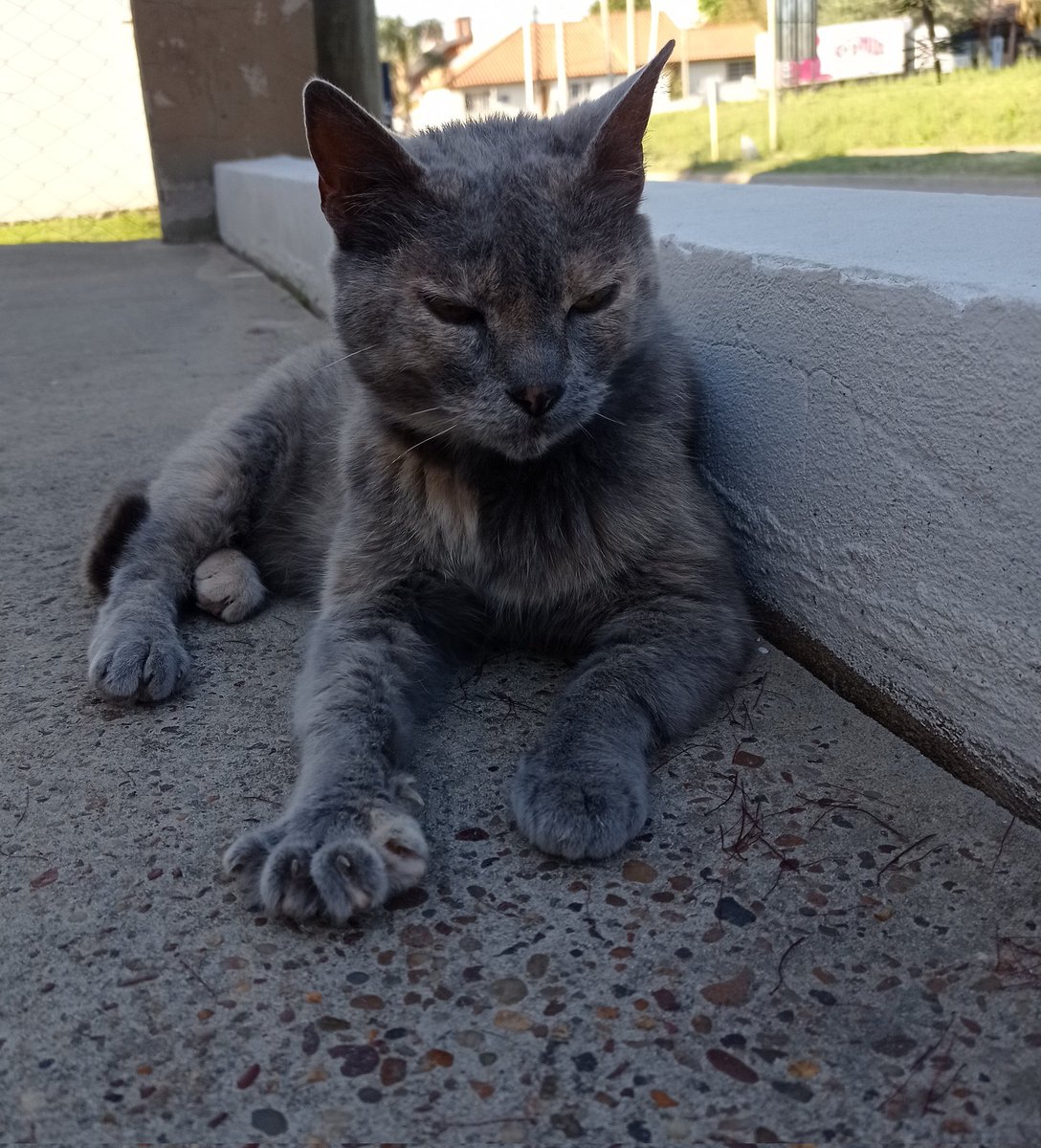 NaiiOlmedo's tweet photo. Se me perdió mí gatita! Es viejita y nunca de va de mí casa, solo sale un rato por día afuera! Cualquier info es importante! Compartir por favor 🙏 gracias!!!! https://t.co/gJ0S1iXs1u