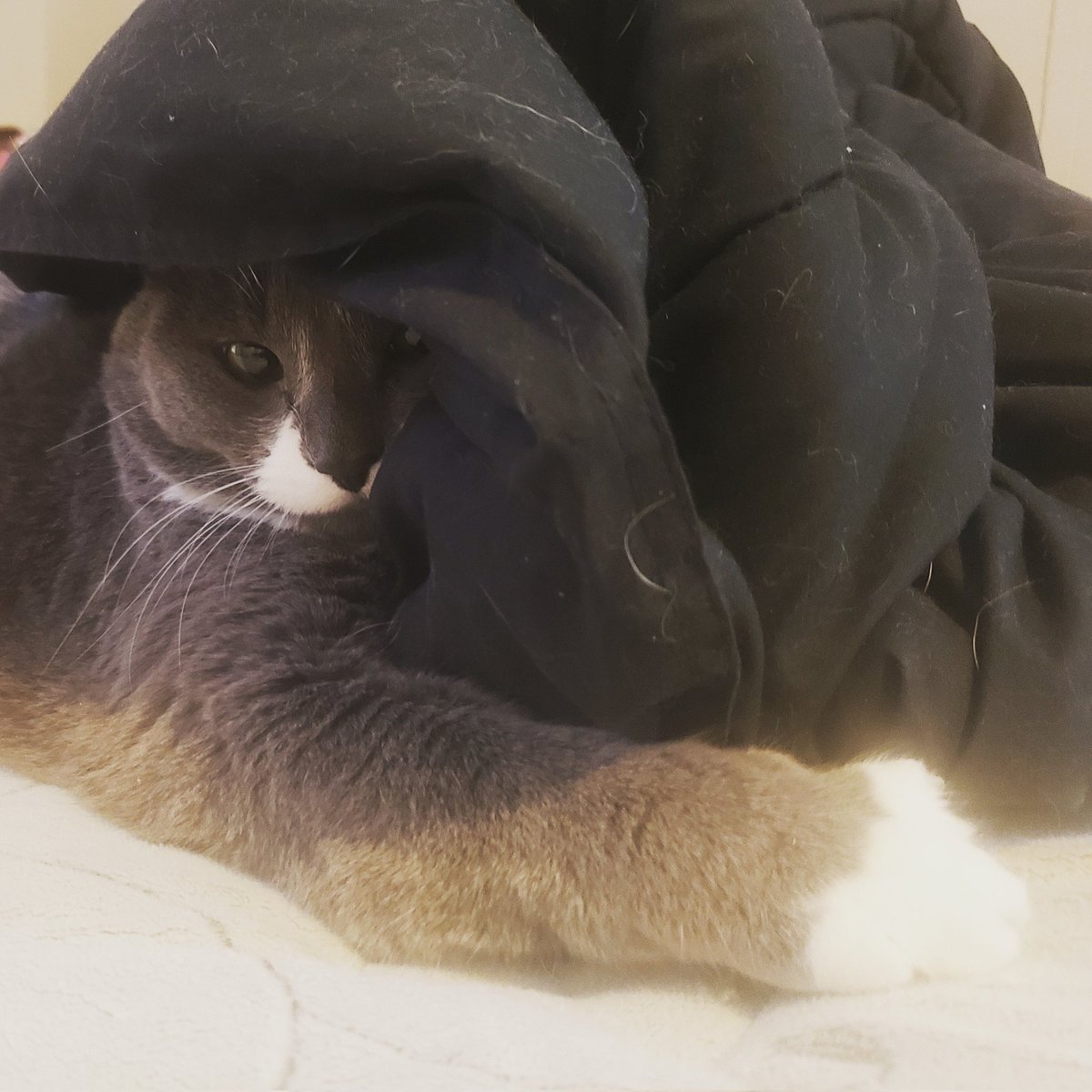 Krissynix's tweet photo. Unless you are making blanket forts you may be doing #Caturday wrong! https://t.co/XMAnBySUfF