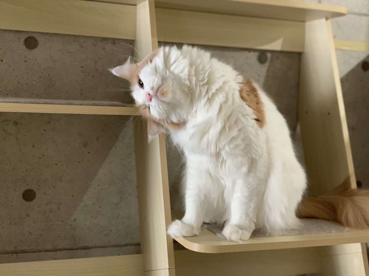 cattery_funfun's tweet photo. にゅ〜ってなってるニャンコ
#ねこ  #猫好きな人と繋がりたい https://t.co/Aex7mNwj09