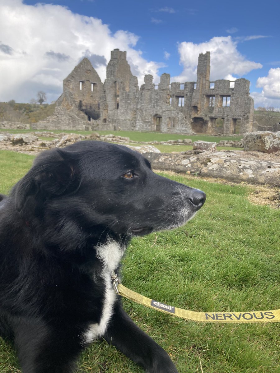 GeordieHound's tweet photo. Todays adventures took us to Barnard Castle and Egglestone Abbey. I was much happier than my face suggests as I got to sample lots of sheep and rabbit poo… 
#AdventureSaturday https://t.co/mjolxvj8Kv