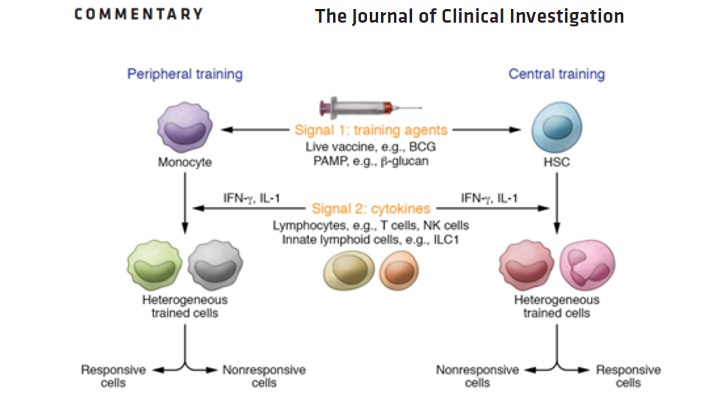 Training can’t always lead to Olympic macrophages Shoutout to <a href="/erwan_pernet/">Erwan Pernet</a> and happy to share our recent commentary of elegant study from Netea and <a href="/YangLi_Lab/">Yang Li</a> demonstrating the importance of T cells in TI &amp; the generation of heterogeneous trained cells  
jci.org/articles/view/…