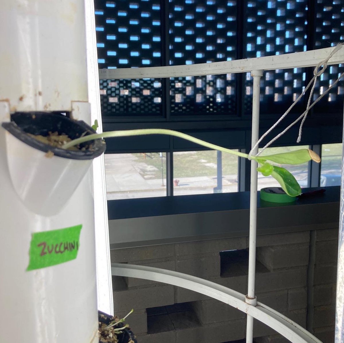 carterodactyl's tweet photo. Sometimes you just need a little extra support. I feel you, zucchini.

(Transplanting seedlings into our Tower Garden with a sixth grader was a restorative way to end a week of state testing.) https://t.co/dvbCDHoFLb
