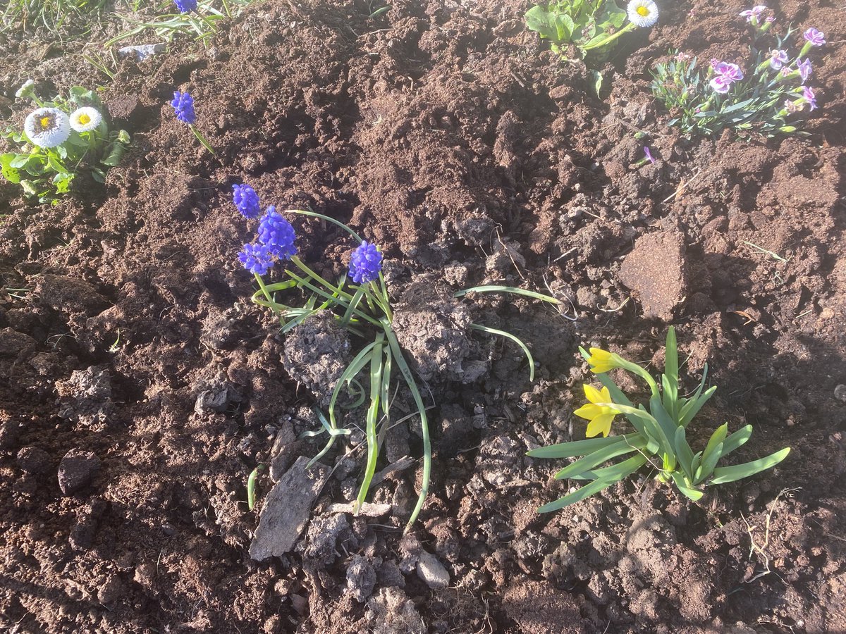 AngelaCanny's tweet photo. A lovely day in Mayo 💚❤️ to investigate if our work last Autumn yielded positive results #bulbsforbees Thank you @GaisceAward https://t.co/Zf2hN8soea