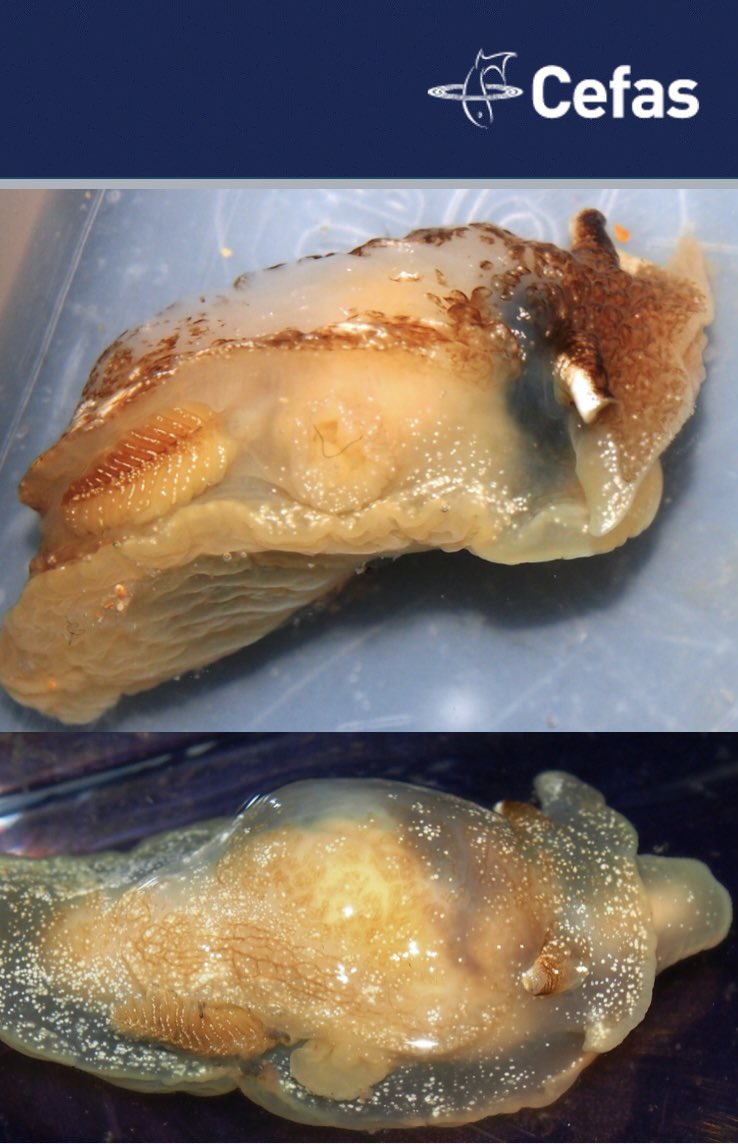 Hayden Close tweet media