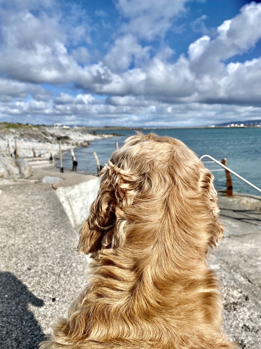 clairetobin12's tweet photo. Henry contemplating whether to take a Spring swim https://t.co/50QNCHgL0i