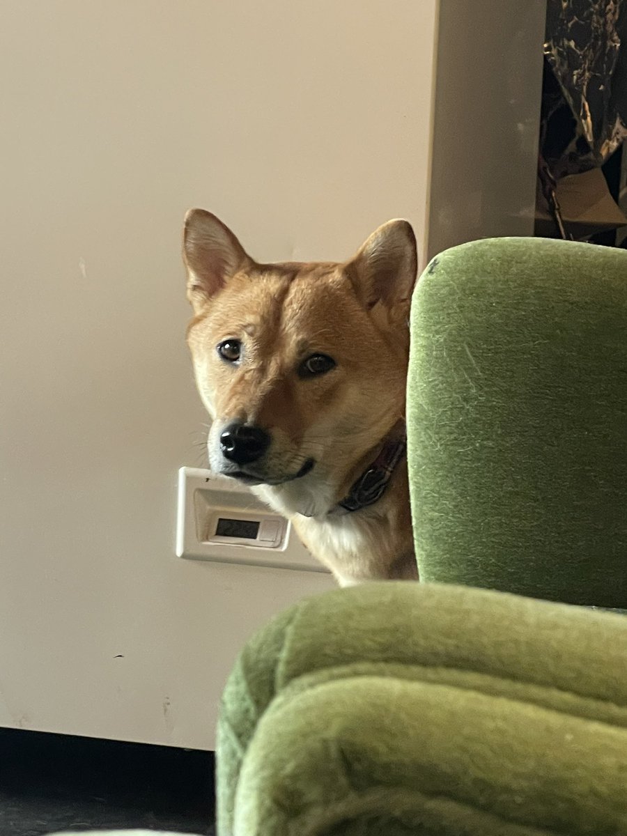 schmuziger's tweet photo. @toriboeck I’ll stop before the owners find me and decide to enact a restricting order against me (also, I normally do short videos so add to that 5 more just in March) https://t.co/zq8UVfcAez