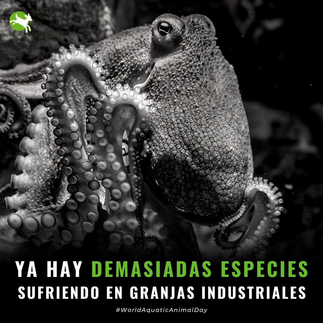 En el #WorldAquaticAnimalDay continuamos dando voz a los pulpos insistiendo en la crueldad e insostenibilidad de los planes de cría intensiva en España. El beneficio económico de unos pocos no justifica que se sigan cometiendo los mismos errores con más especies.