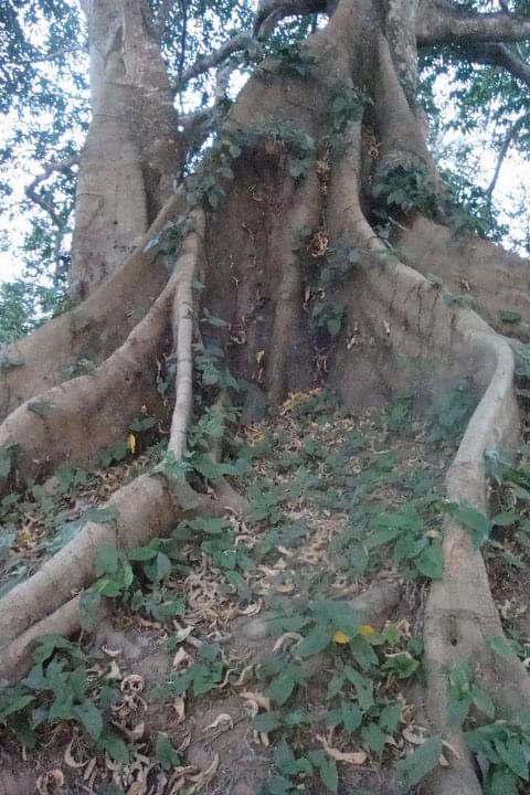 jenniferakreft's tweet photo. @JustAFanPhoto One more of my 3 #treepictures #Lovetrees #Trees #NatureBeauty #Belize https://t.co/7dMWo6cXxk
