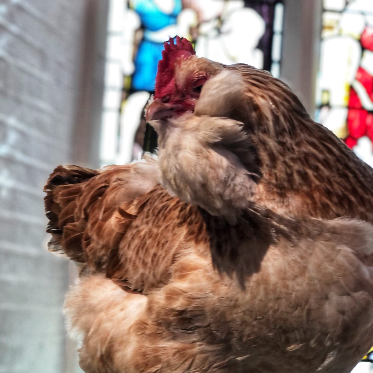 Sara Ward (@hencorner) on Twitter photo Take me to church, I’ll worship like a chicken…
We’ve brought a selection of hens to ‘Easter Experience’ at <a href="/PoBrentford/">Parish of Brentford</a>
Sharing chickens and eggs with the community at #Easter
🐓🐓🐓🥚🥚🥚 Take me to church, I’ll worship like a chicken…
We’ve brought a selection of hens to ‘Easter Experience’ at <a href="/PoBrentford/">Parish of Brentford</a>
Sharing chickens and eggs with the community at #Easter
🐓🐓🐓🥚🥚🥚