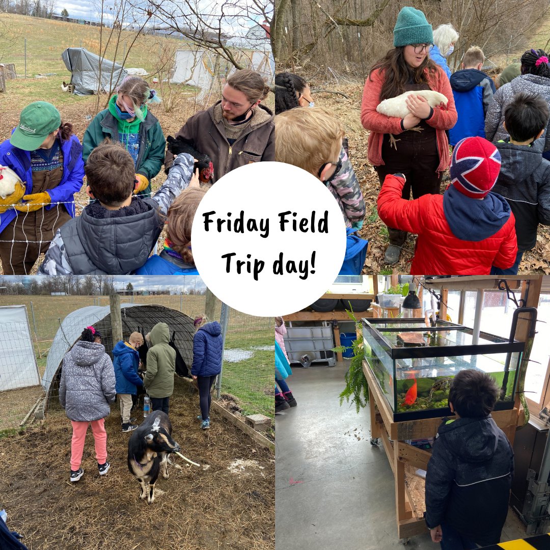 ChathamED's tweet photo. Today we had 2nd and 3rd grade students from Turtle Creek Elementary School STEAM Academy come on a field trip to Eden Hall. They got to spend time with the goats, chickens, and fish and plant a sunflower to take home. Thanks for a great day and come back soon! https://t.co/LXMFkId3M0