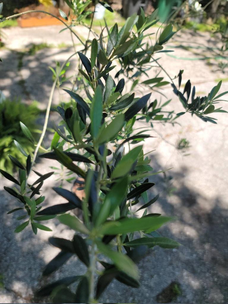 ConcreteChefs's tweet photo. #Arbequina #Olive #Tree 5, 7 and 8 Ft. #Tall. #LivePlant. #FREE SHIPPING! #etsy #etsyseller #concretechefsgarden #concrete #chef #garden #shopsmall #fruittree #fruit https://t.co/CFtNz2tX1Q https://t.co/zPnPVXDnxI