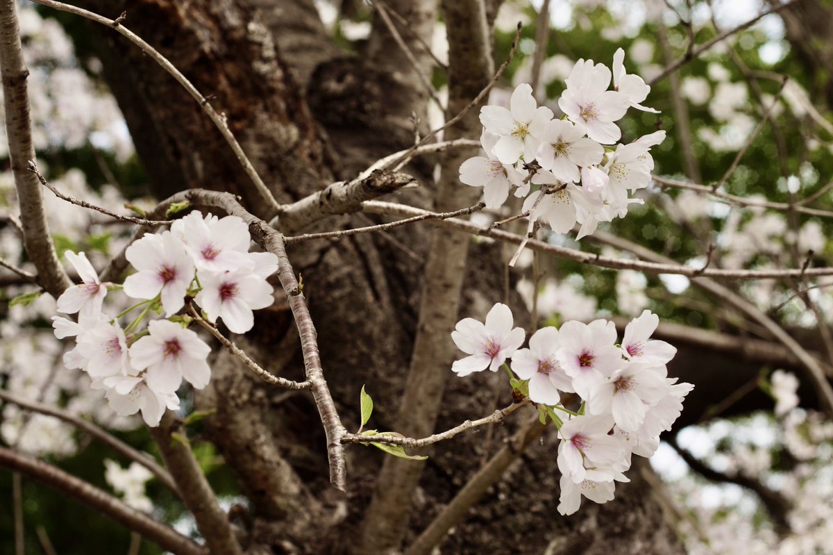 junk_came's tweet photo. My best old lens.
1965 CarlZeiss Planar 50mm F2.0
想像以上の感動を与えてくれるオールドレンズです。
Contarex用なので絞りリングがないなどクセの強いレンズですが、描写は秀逸です。
フィルムもASA100以下で行きたいですね。
SONY NEX7 / Contarex mt
#Carlzeiss #planar #contarex https://t.co/SWnzsM3gs5