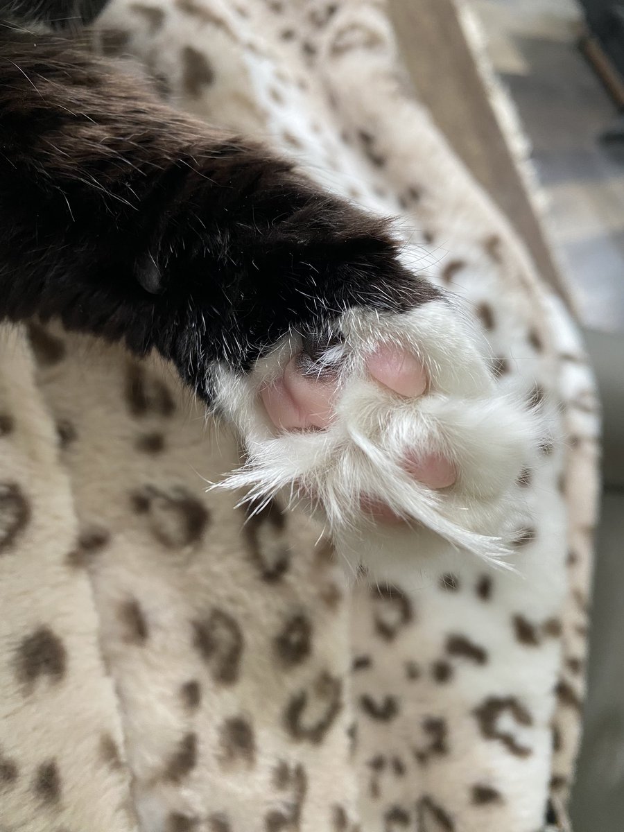 YasdnilYvi's tweet photo. @thechrisbarron 
Here’s to epic hairy paws. ❤️
#HappyCaturday https://t.co/impTAFvLIj