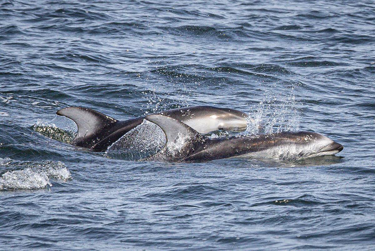 MBayWhaleWatch's tweet photo. Pacific White-sided dolphins always make the trip more fun! Join us for a chance to see these friendly dolphins! https://t.co/9x9pBysW9A #monterey #gowhales #mbww https://t.co/FDWyiQCgIa