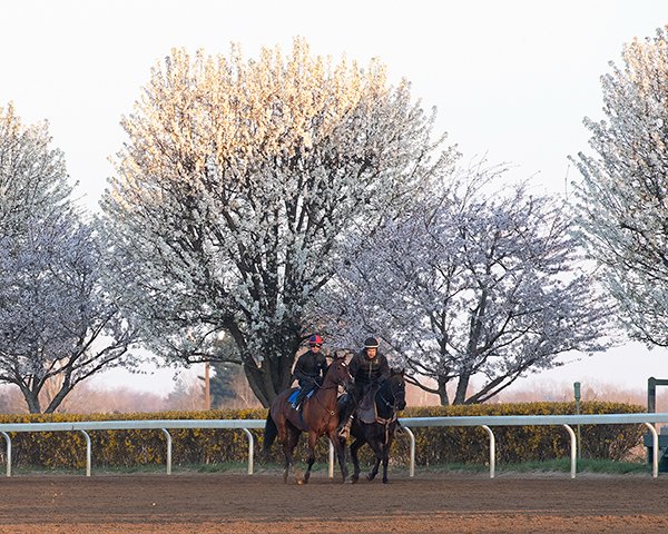 BH_AEberhardt's tweet photo. On a chilly, beautiful spring morning @keeneland  #BellstheOne with @coreylanerie worked 4f in 49.60 as she prepped for the April 9 G1 #Madison @keenelandracing More from @BH_CCrosby #BHDaily https://t.co/KFxU69VnaE