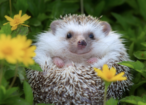SenSaraGelser's tweet photo. Your Troubled Teen Industry moment for today: Hedgehogs. Seriously. Hedgehogs. Cute? Sure. Evidence based? Um. No. This, of course, is also the place where they punished girls by putting them in dirty horse trough water while ziptied. #endtti #unsilenced #sentaway #orpol https://t.co/QK8eIRIiNG