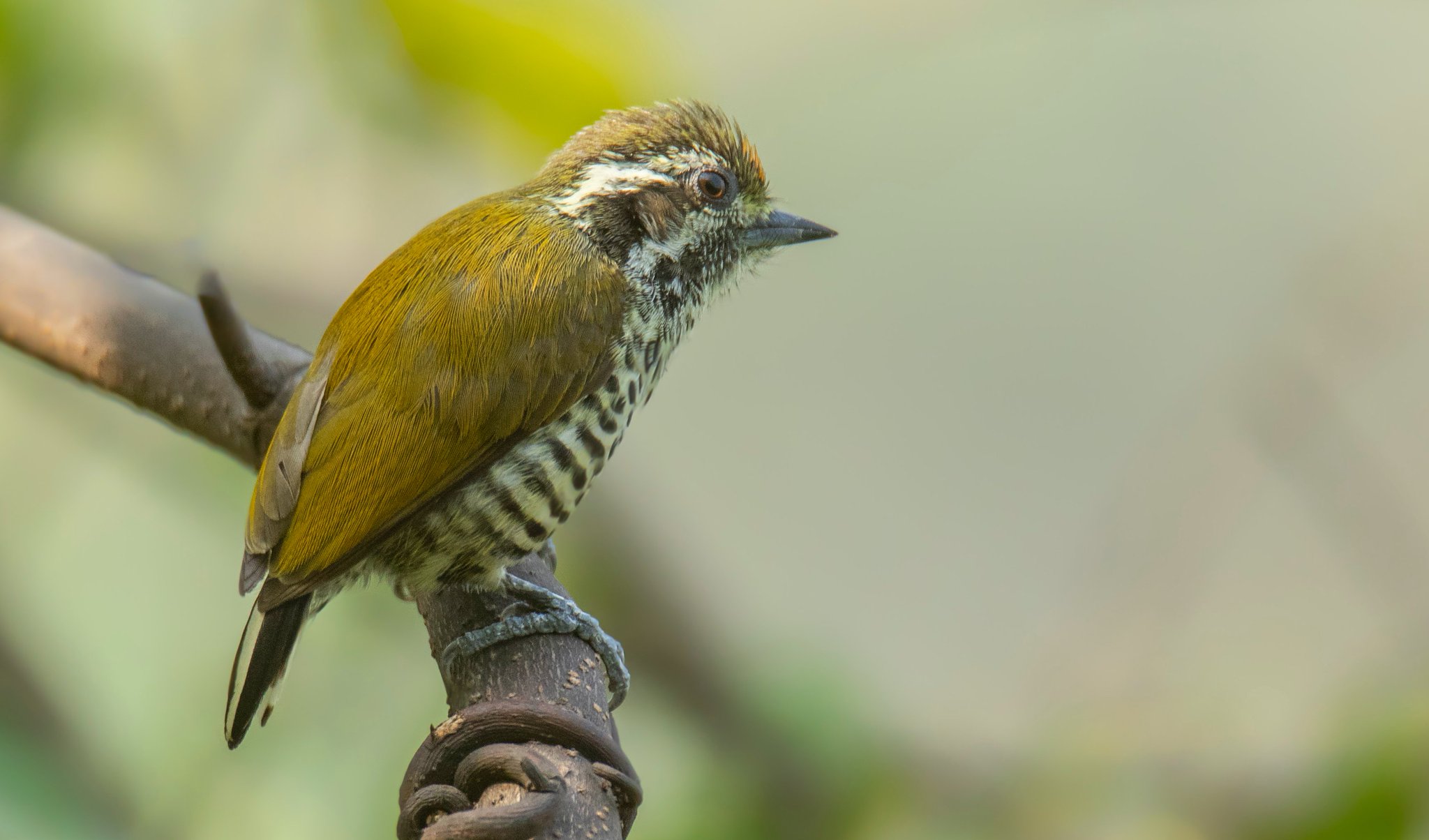 Bhutan Bird Finder (Birding in Bhutan) on X: "Speckled Piculet (Picumnus innominatus) in the subtropical forest, Bhutan. #TwitterNatureCommunity #birdwatching #birdconservation #avitourism #ornithology #birdphotography #birds https://t.co/jiFR0AxAMp" / X