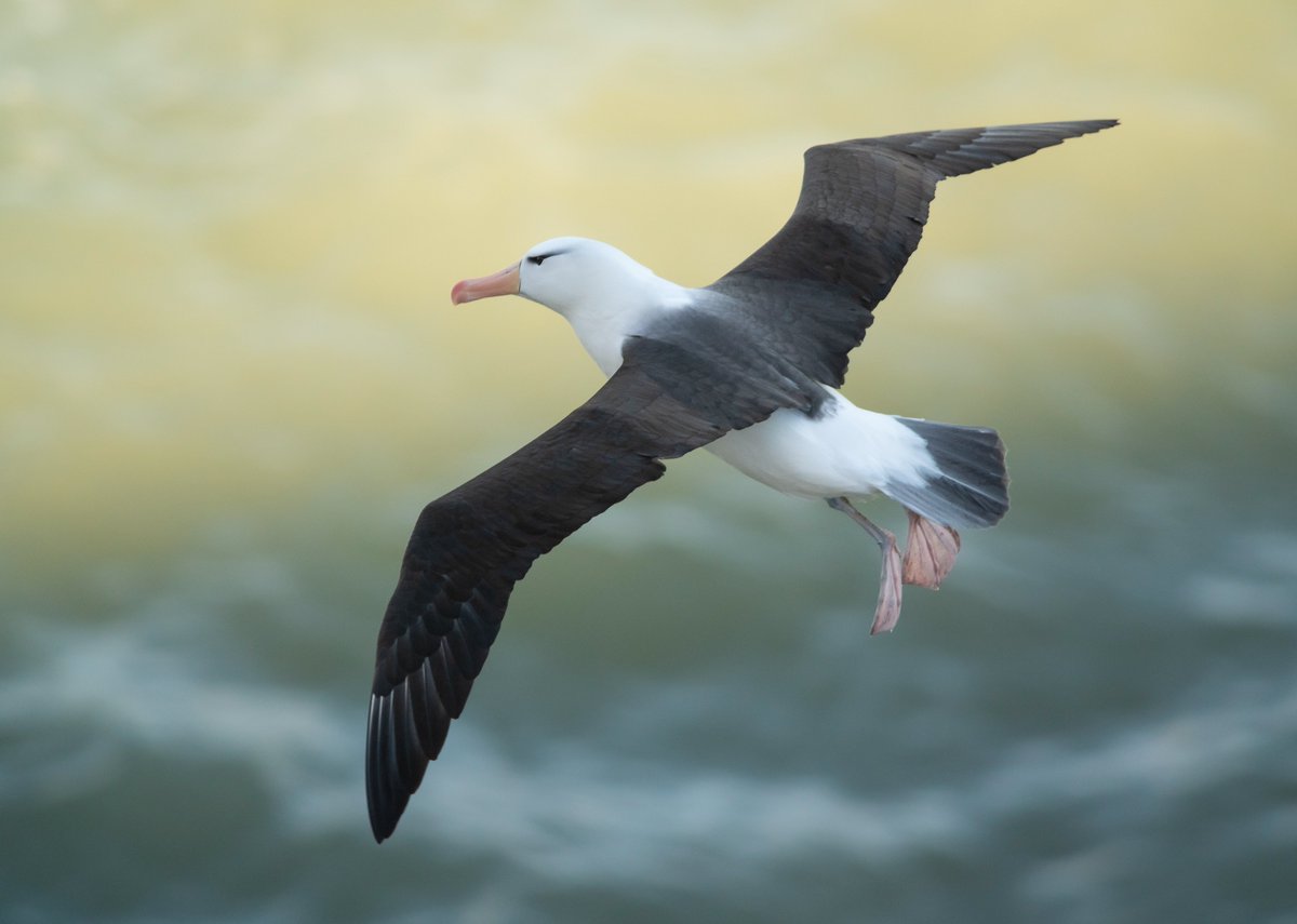 The Return of the King at <a href="/Bempton_Cliffs/">RSPB Bempton Cliffs</a> 
Digiscoped through a <a href="/SwarovskiOptik/">SWAROVSKI OPTIK</a> STX 85.
<a href="/RareBirdAlertUK/">RareBirdAlertUK</a> <a href="/DonnyBirding/">Donnybirding</a> <a href="/bobubirder/">BOB USHER</a> <a href="/1ChrisHarris/">Chris Harris</a> <a href="/PaulHdigiman/">Paul Hackett</a> <a href="/wathingsmecca/">John Hewitt</a> <a href="/DonnyBirder1/">Steve Furber</a>
