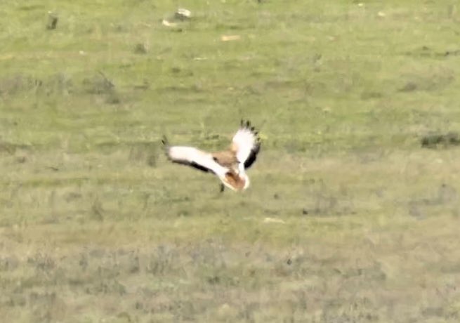 So yesterday in #Extremadura it seemed like a quiet day but 6 Spanish Imperial Eagles and 6 Great Bustards plus Woodchat and Iberian Shrikes, many Calandra Larks & Hoopoes doesn’t sound too dull! Some distant eagle and bustard pics