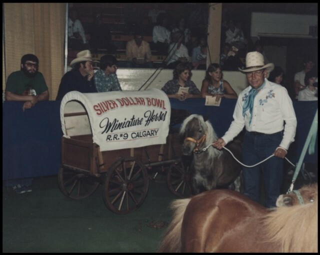 Miniature horse and owner in the show ring (CU131358) . Courtesy of Collection, Libraries and Cultural Resources Digital Collections, University of Calgary instagr.am/p/Cb2zRv2MjCt/