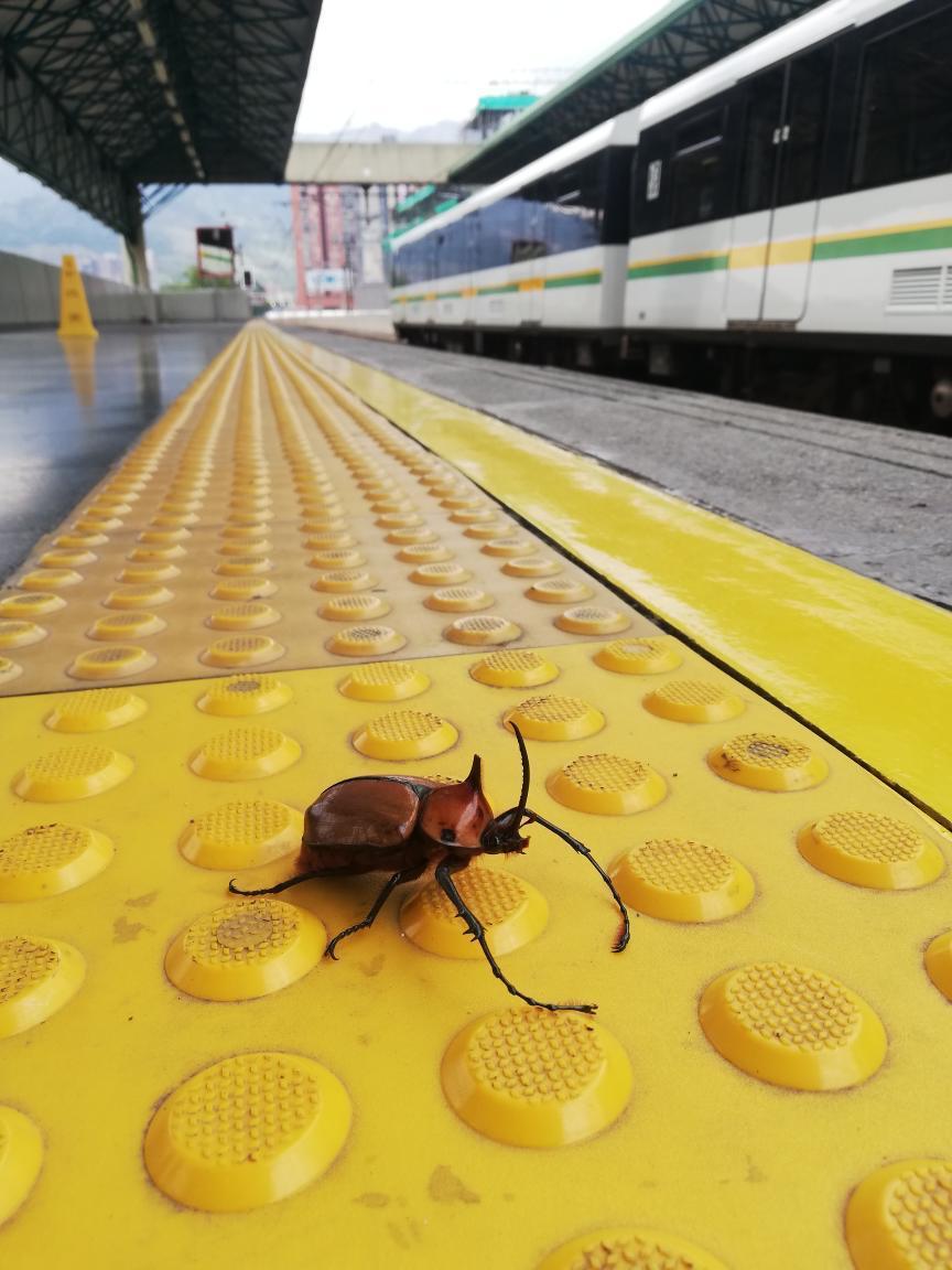 Metro de Medellín 💚 #ALoMetro tweet media
