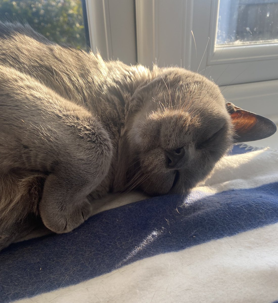 How’s your weekend going? Mine’s been….. 💤 

#CatsOfTwitter 
#SleepySaturday