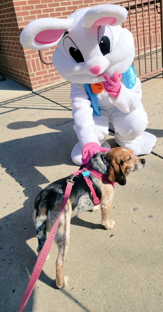 sundaebeagle's tweet photo. 3/3 EBun and I are besties. Nbd. @beaglefacts #Easter #bunny #dogsoftwitter https://t.co/ZM4ijlj6px