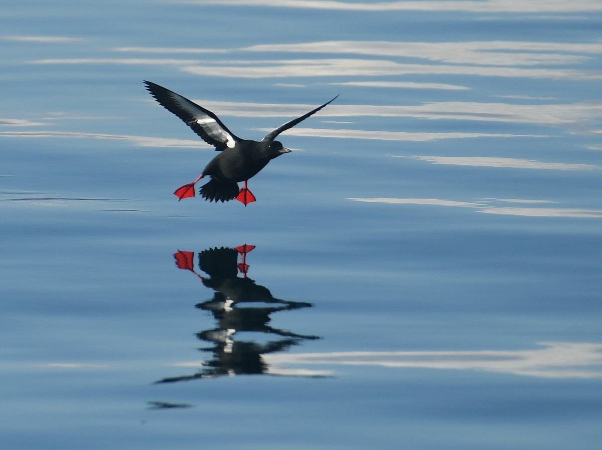 A red foot landing on the sea of mirrors. #Blackguillemot
#Papay #Orkney #auks #islandofbirds #BirdsSeenIn2022